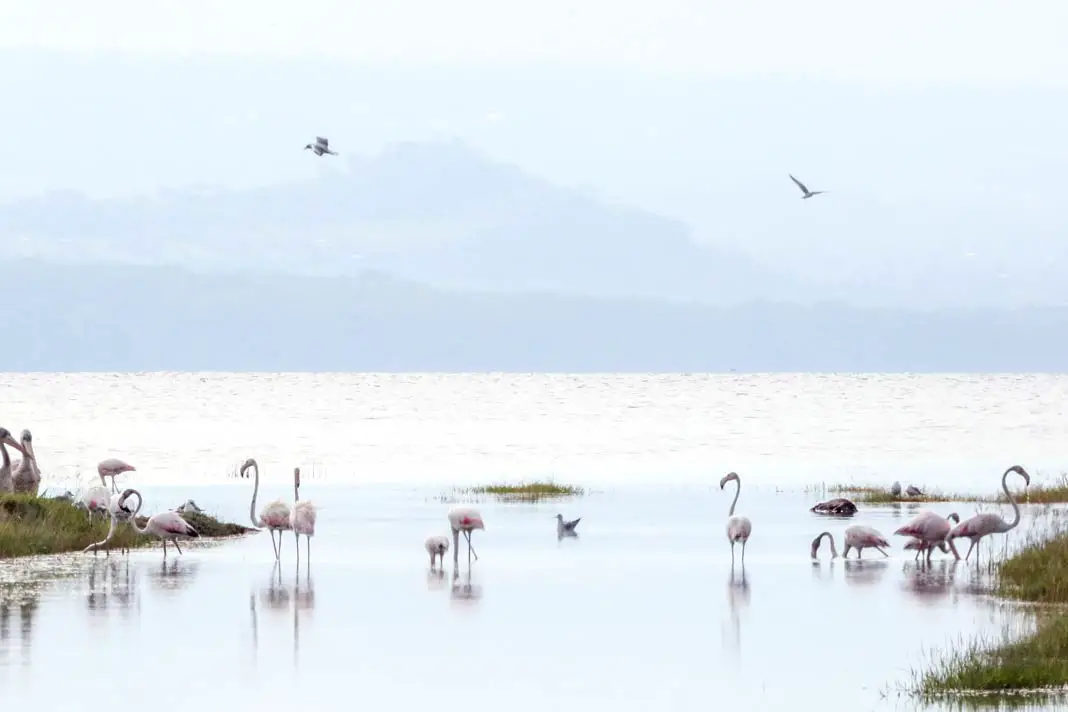 Typisch für den Lake Nakuru Nationalpark sind die Flamingos
