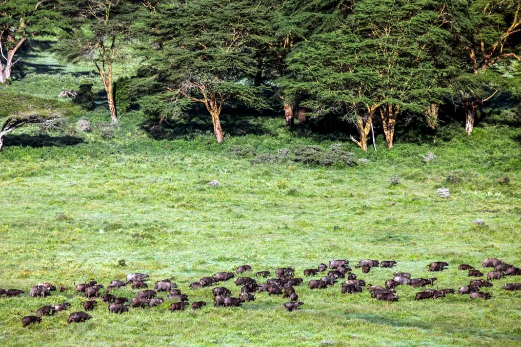 Büffel im Lake Nakuru Nationalpark