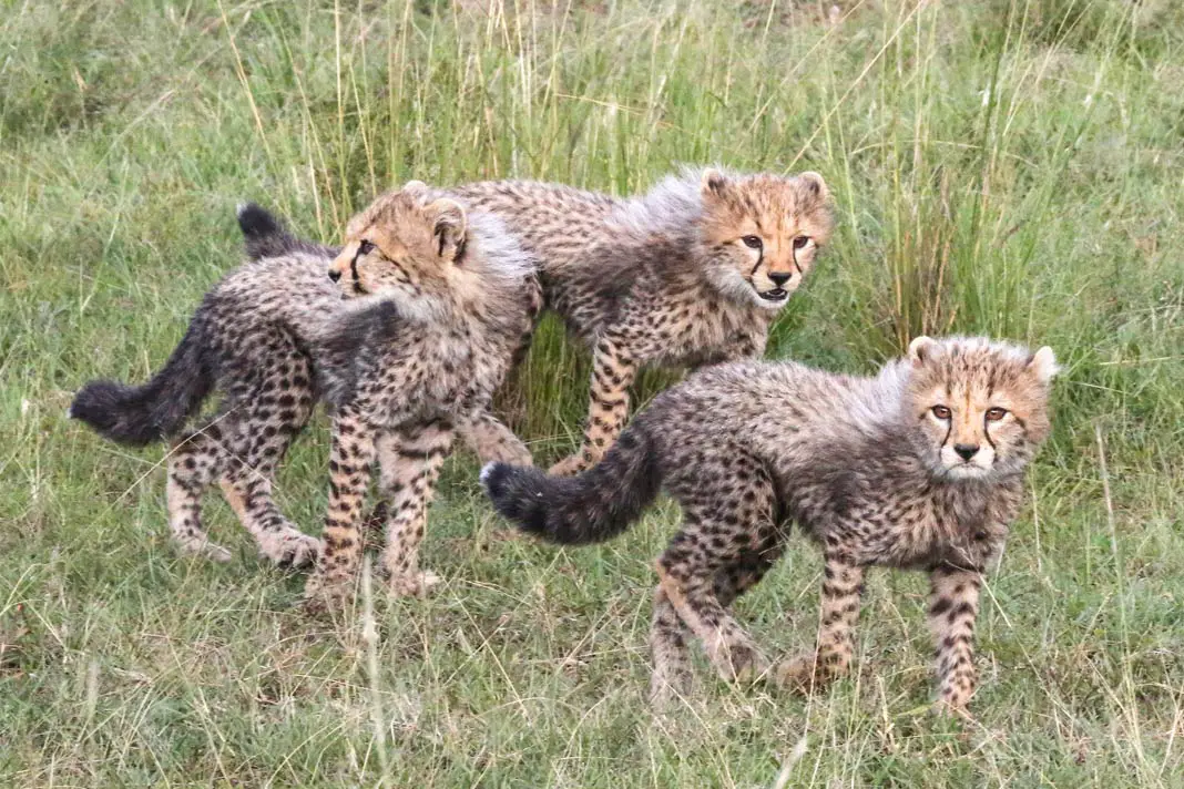 Drei flauschige Geparden-Junge in der Masai Mara 
