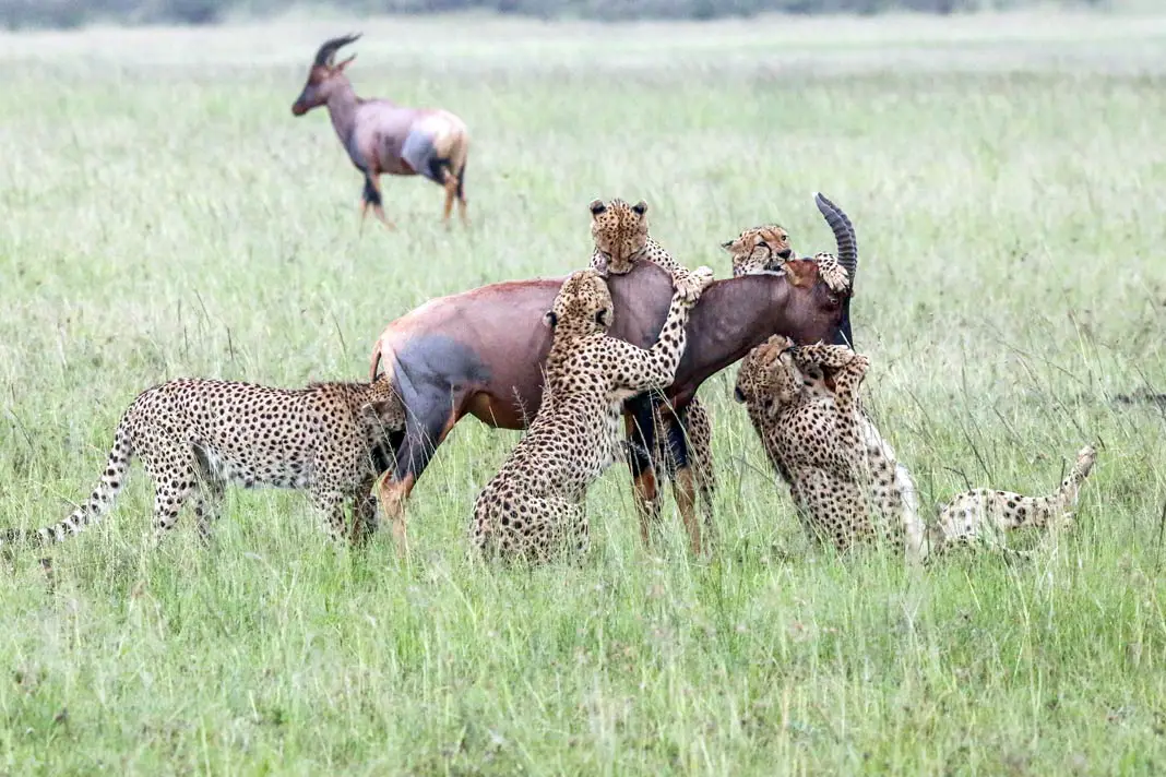Geparden mit ihrer Beute in der Masai Mara in Kenia