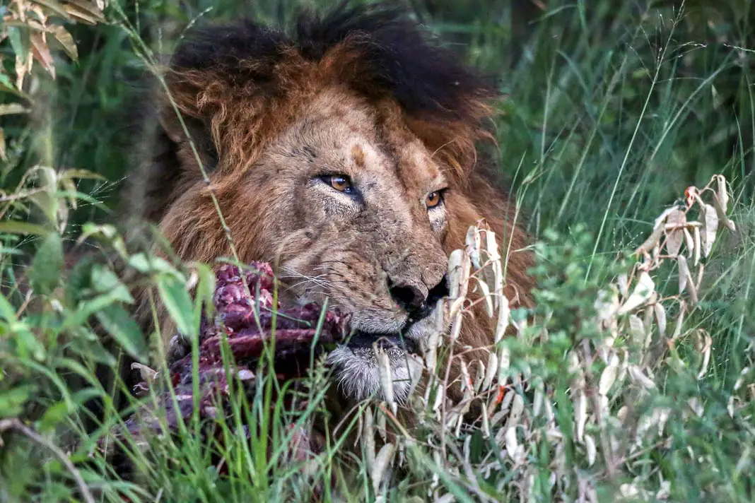 Ein Löwe mit Beute im Masai Mara Nationalpark in Kenia