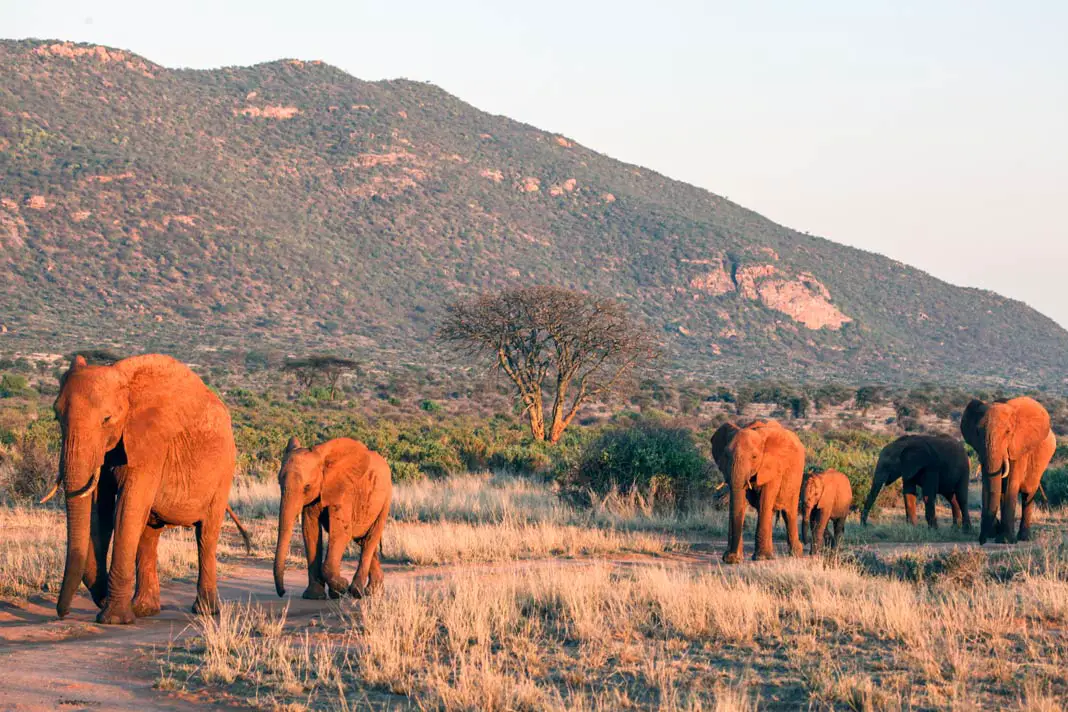 Elefanten im Samburu Nationalpark in Kenia