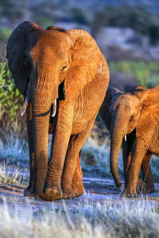 Eine Elefantenkuh mit ihrem Jungen im Samburu Nationalpark