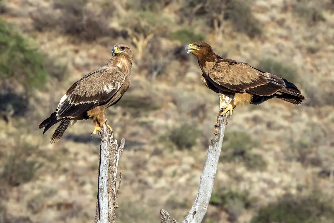 Diese zwei Raubvögel sitzen im Samburu Reservat
