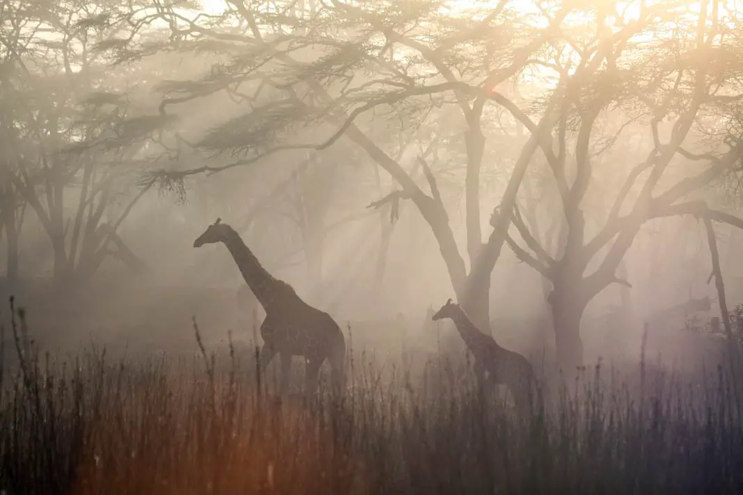 Mystische Stimmung im Solio Schutzgebiet mit Giraffen