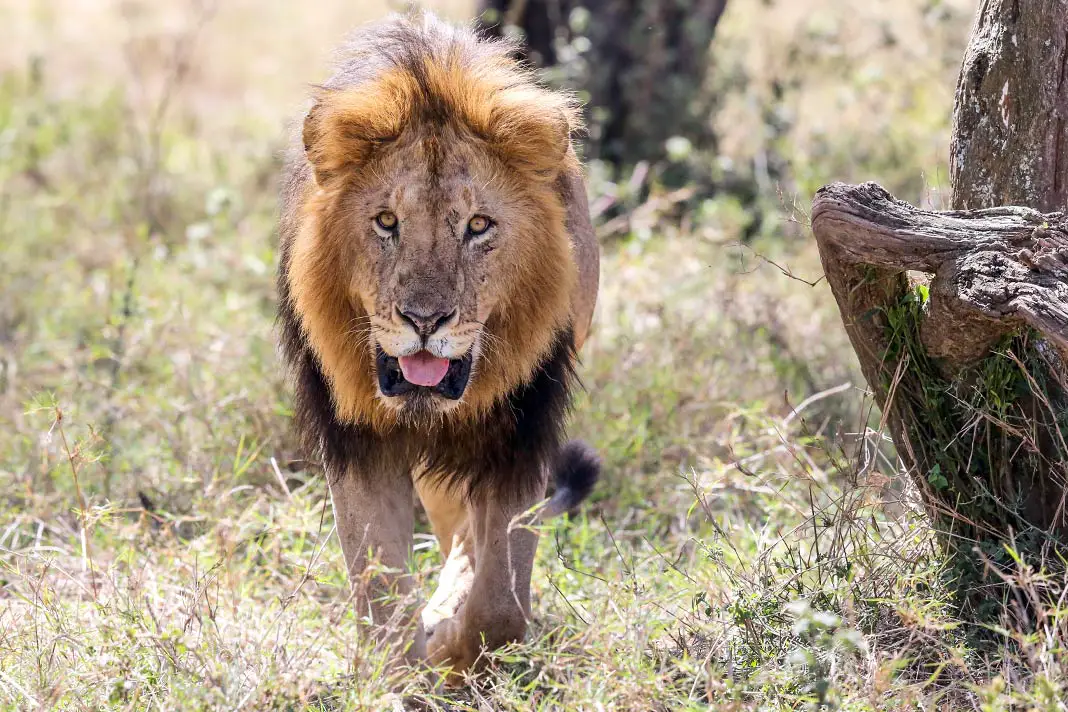 ein Löwe im Solio Nationalpark in Kenia