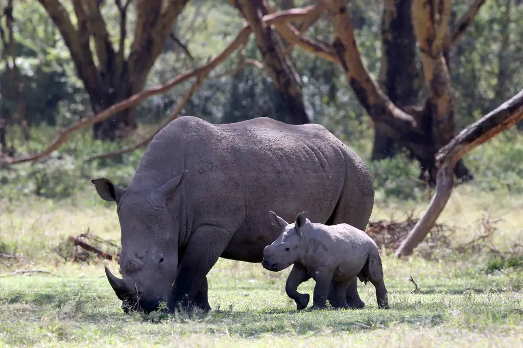 Nashörner im Solio Nationalpark in Kenia