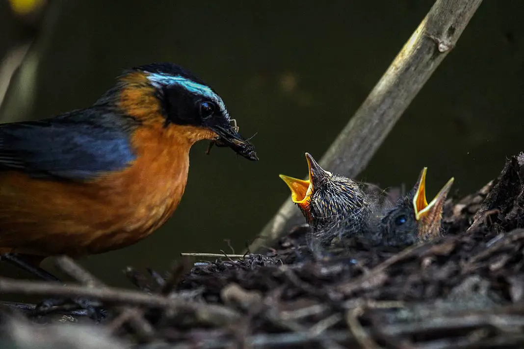 Ein Vogel füttert seine Jungen im Solio Nationalpark