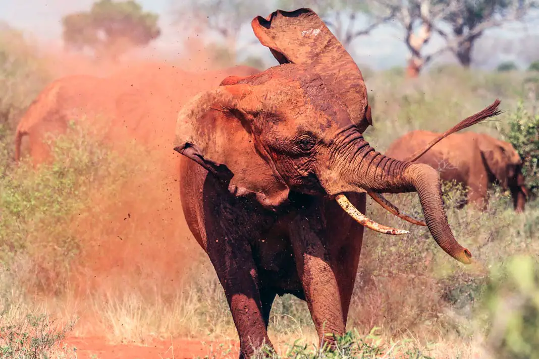 Ein Elefant nimmt eine rote Sanddusche im Tsavo East Nationalaprk in Kenia