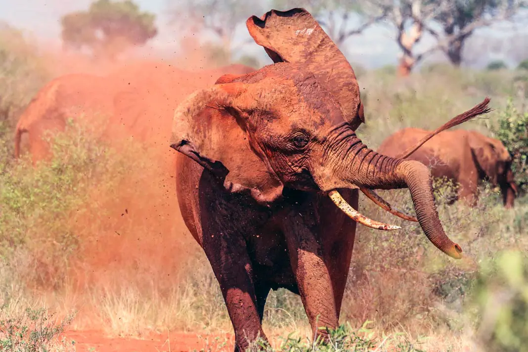 Ein Elefant nimmt eine rote Sanddusche im Tsavo East Nationalaprk in Kenia