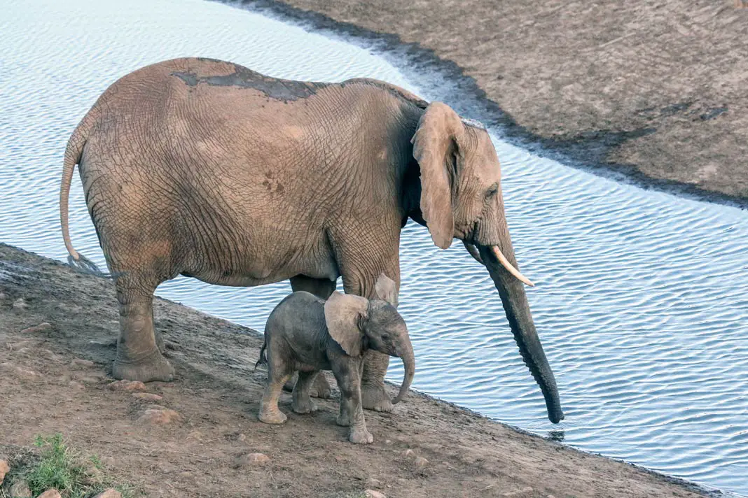 Eine Elefantenmutter mit ihrem Jungen am Fluss im Tsavo East Nationalpark