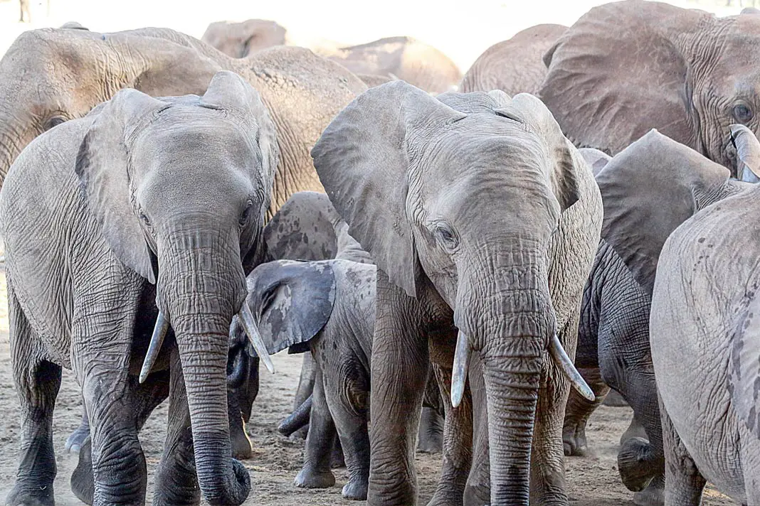 Eine Gruppe Elefanten im Tsavo East Nationalpark in Kenia