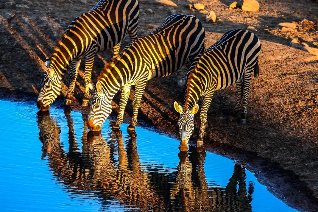 Zebras an einem Wasserloch im Tsavo East Nationalpark
