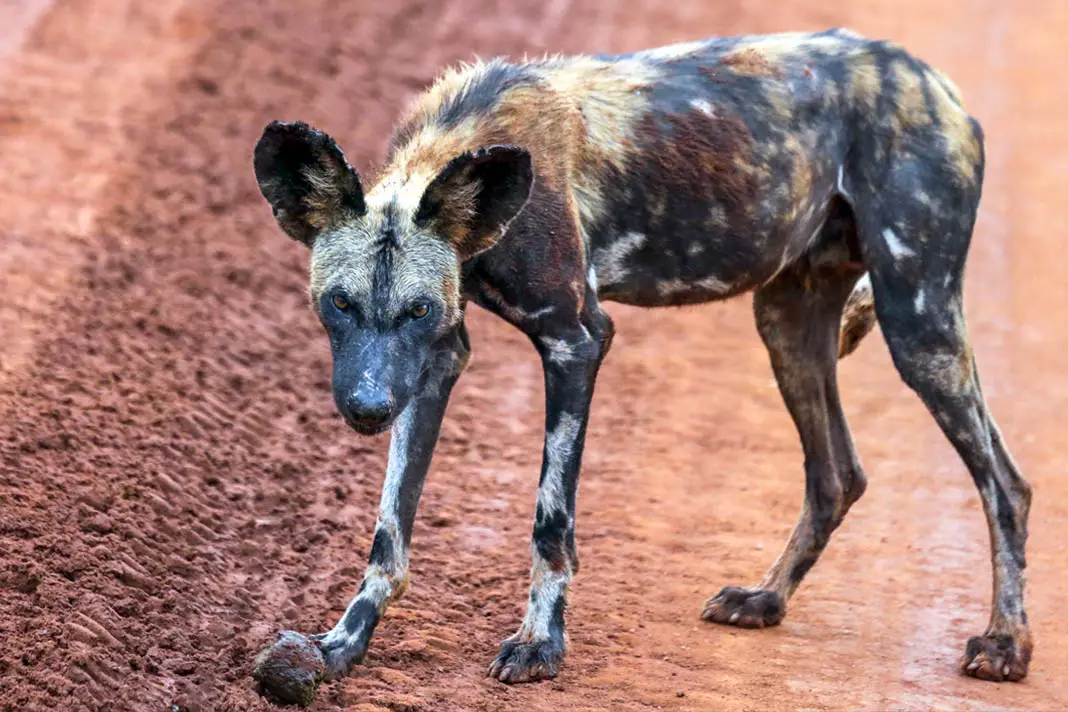 Ein Afrikanischer Wildhund im Tsavo West Nationalpark in Kenia