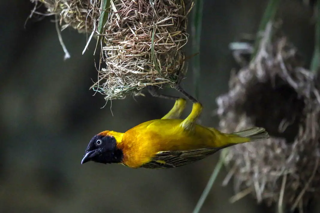 Ein gelber Vogel im Tsavo West Nationalpark
