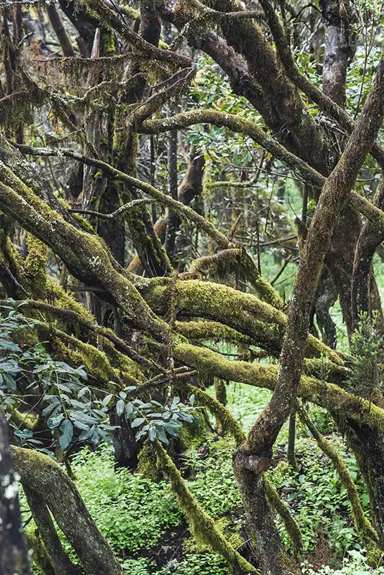 Bäume im Nebelwald auf La Gomera