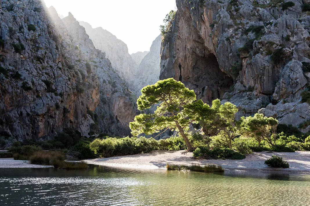 Ein Baum im Canyon Sa Calobra auf Mallorca