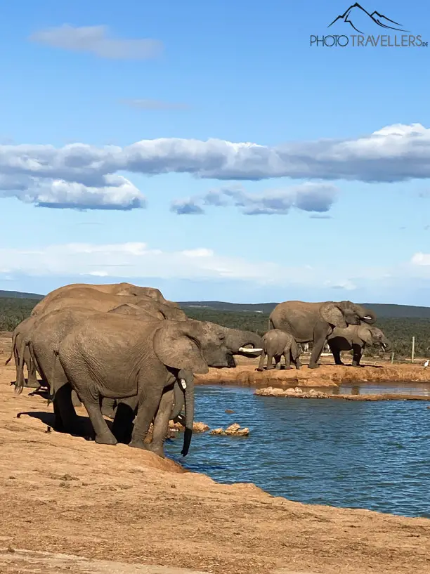 Die Elefantenherden im Addo Elephant Park