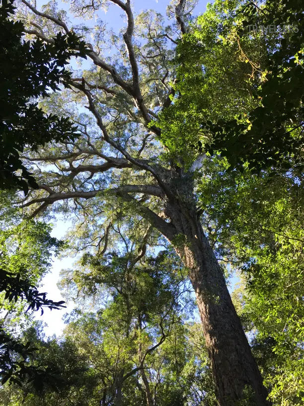 Die Outeniqua Yellowood Bäume sind eine der größten Bäume in Südafrika