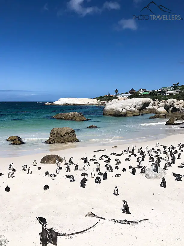 Pinguine am Strand zu beobachten ist für Tierliebhaber, so ziemlich einer der coolsten Aktivitäten in Kapstadt