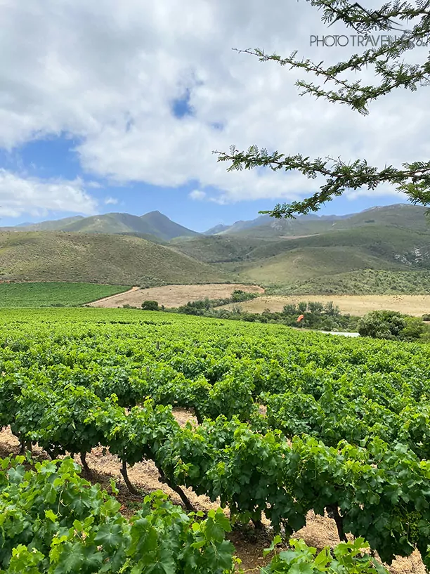 Weinberge in den Winelands von Südafrika