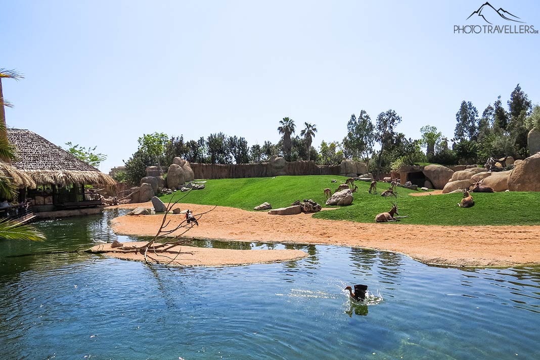 Weitläufige Gehege im Bioparc in Valencia