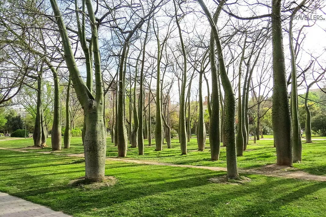 Florettseidenbäume im Turia-Park in Valencia