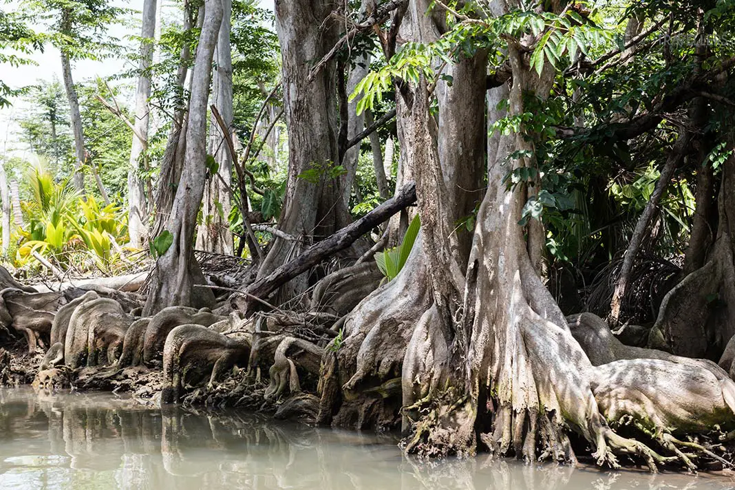 Mangroven am Ufer des Indian River auf Dominica