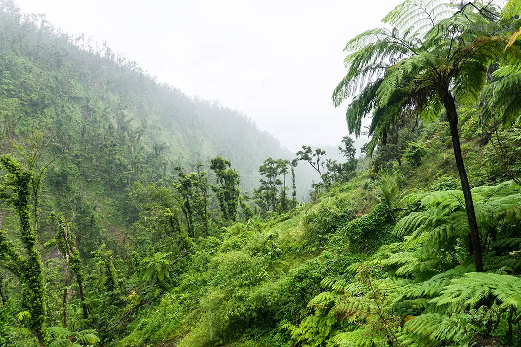 Der Blick vom Waitukubuli National Trail in den Dschungel