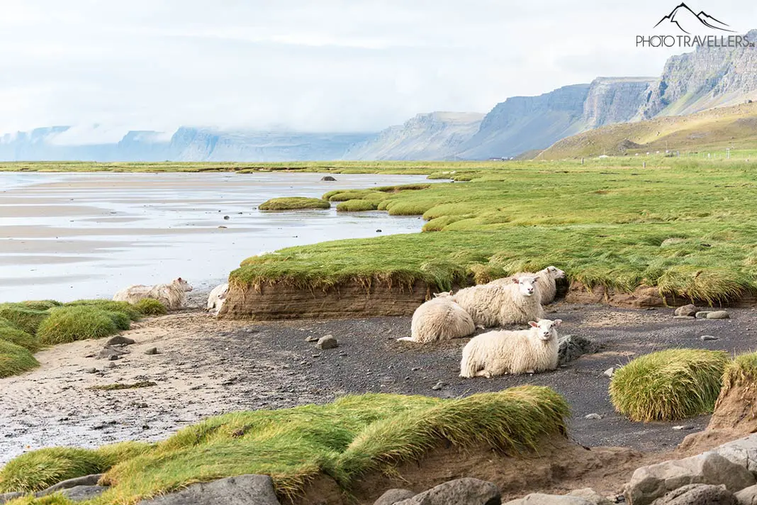 Schafe am Rauðisandur Beach