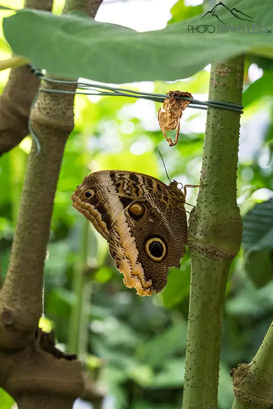Ein Schmetterling im Schmetterlingshaus