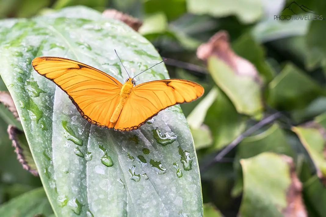 Ein Schmetterling im Schmetterlingshaus auf der Insel Mainau