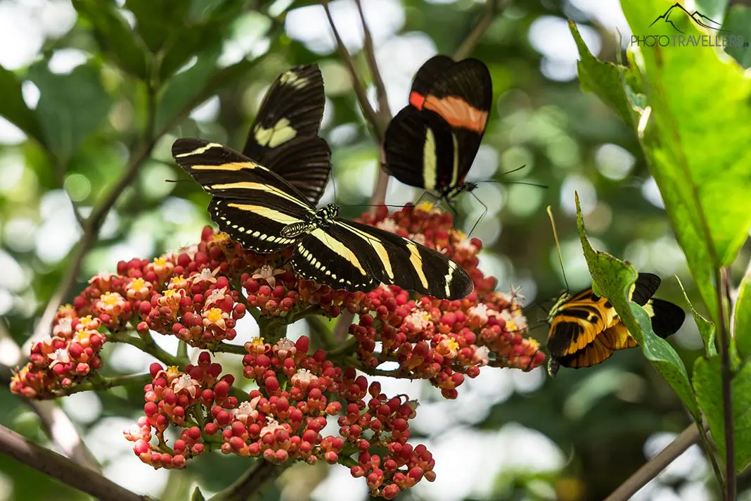 Schmetterlinge im Schmetterlingshaus auf der Insel Mainau