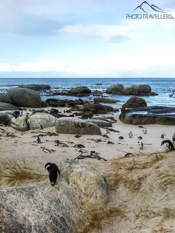 Pinguine am Boulders Beach in Simon’s Town