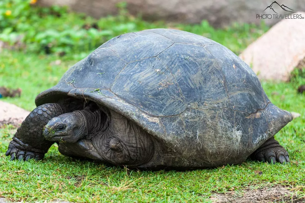 Eine Riesenschildkröte auf den Seychellen