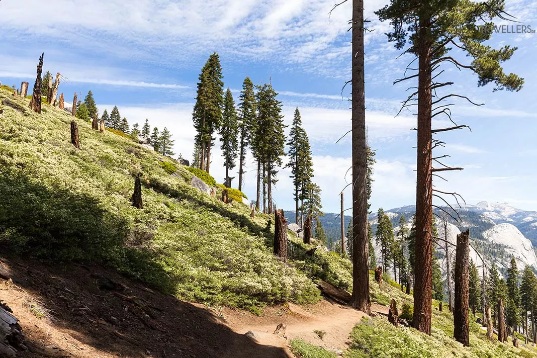 Der Panorama Trail führt an Bäumen vorbei