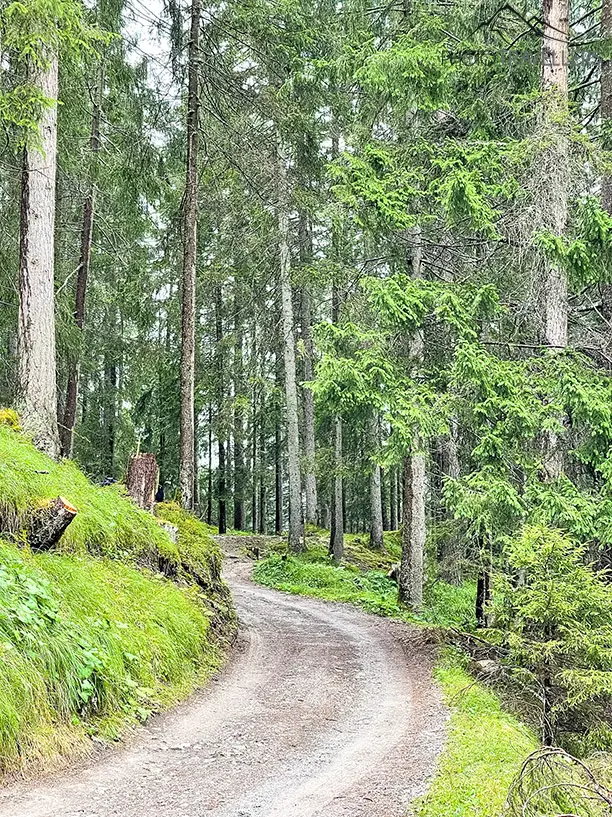 Der Fahrweg im Wald hinauf zur Sulzlalm