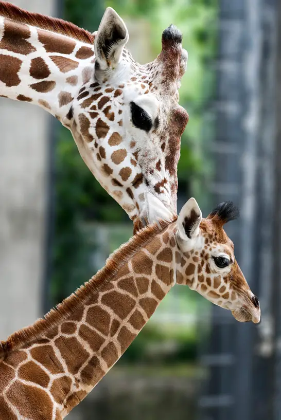Giraffen im Stuttgarter Zoo Wilhelma