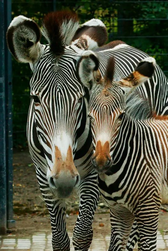Zebras im Stuttgarter Zoo Wilhelma