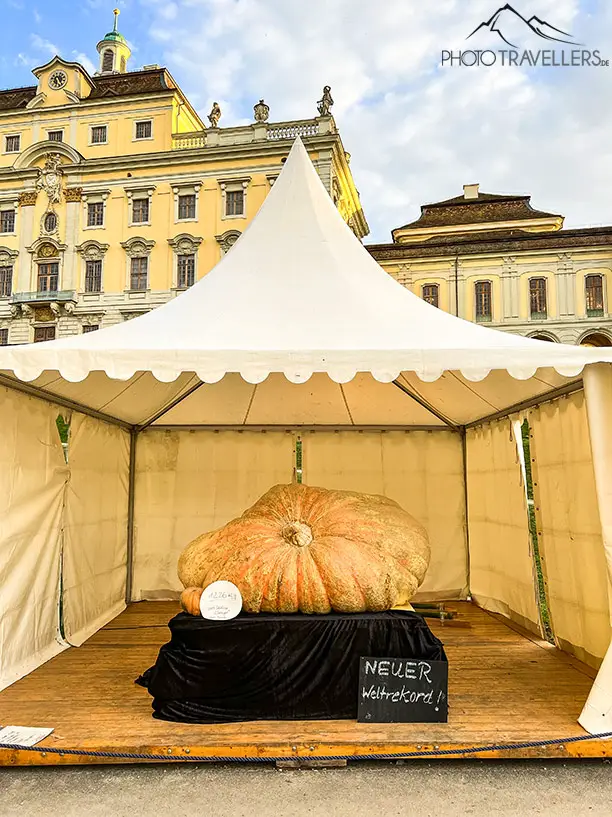 Der Weltrekordkürbis auf der Kürbisausstellung bei Schloss Ludwigsburg
