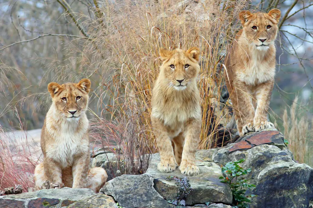 Drei Löwen im Zoo Berlin