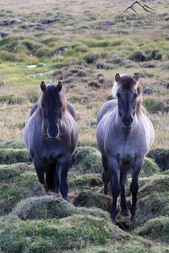 Zwei Islandpferde in der Landschaft