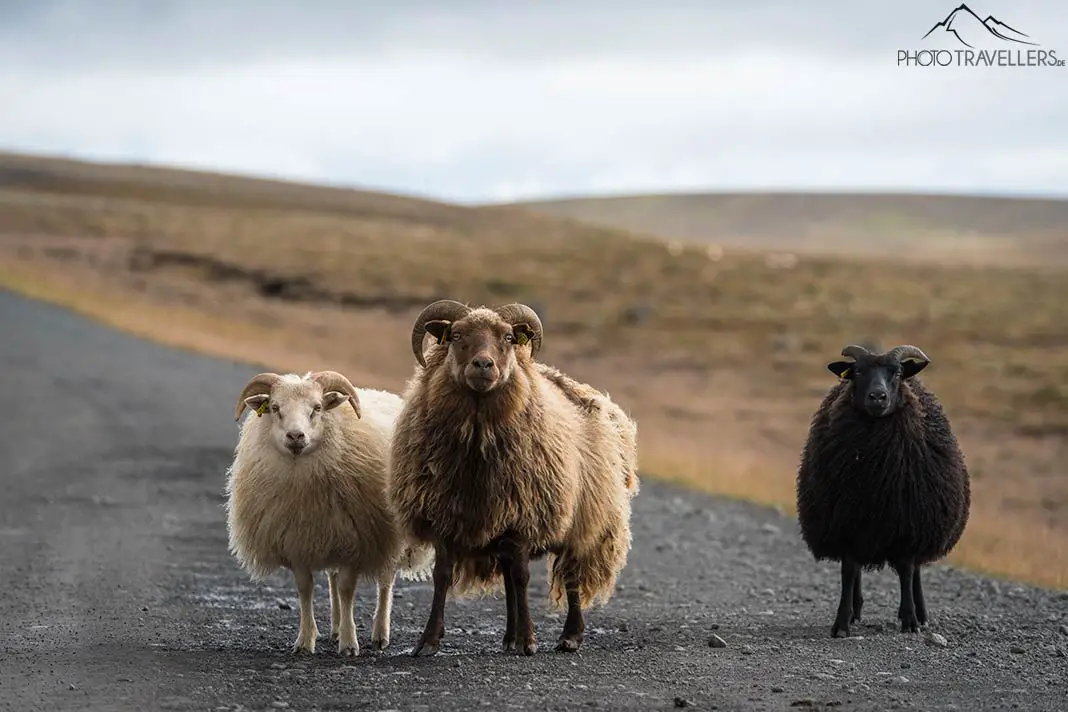 Drei Schafe auf einer Straße auf Island