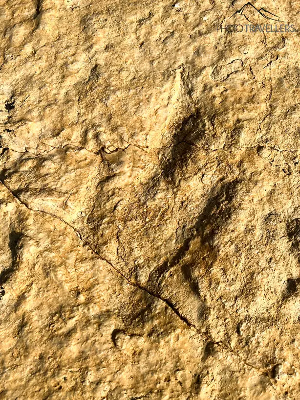 Ein versteinerter Dinosaurierabdruck am Kap Kamenjak