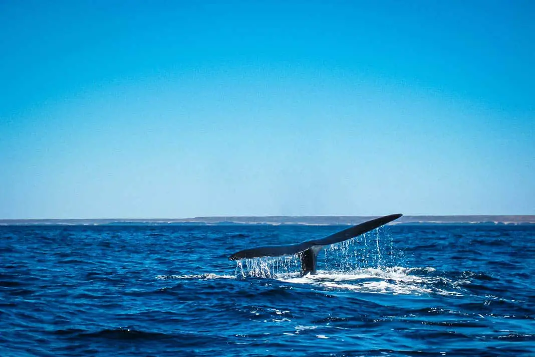 Eine Walflosse im Meer von Argentinien