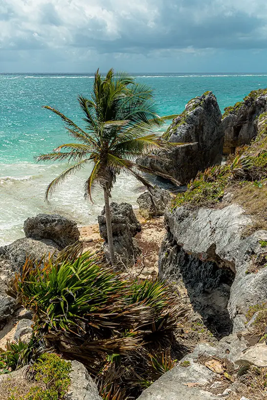 Blick auf Meer und Strand in Mexiko mit einer Palme