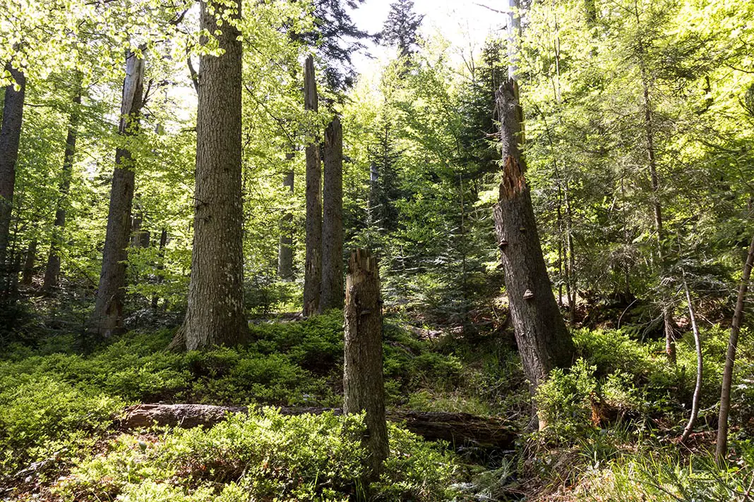 Die Top-Sehenswürdigkeiten im Bayerischen Wald