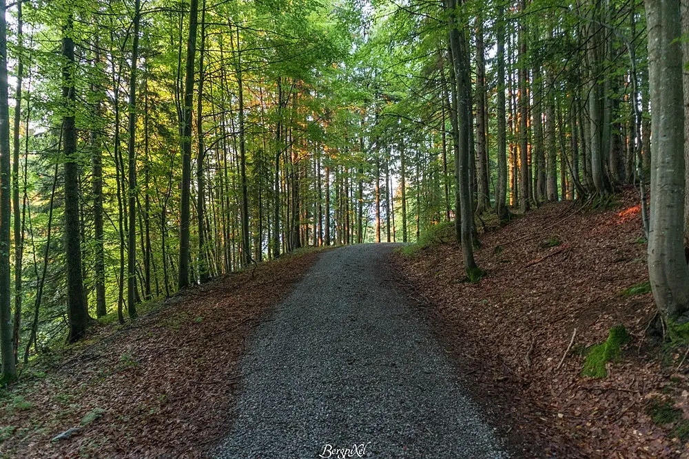 Ein breiter Wanderweg im Wald zum Hirschberg