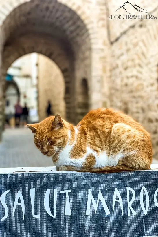 Katze in der Stadt Essaouira
