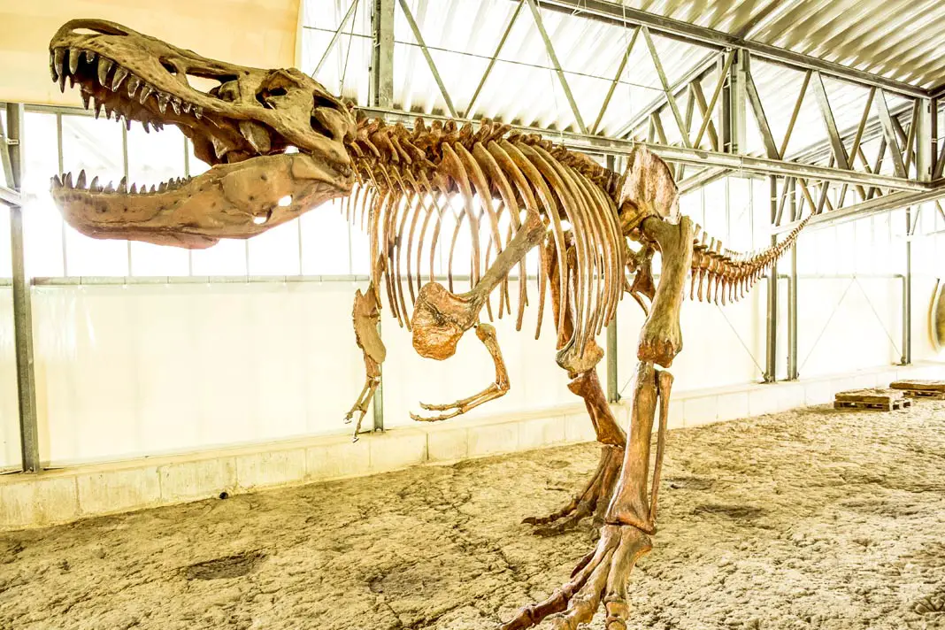 Tyrannosaurus Rex Skelett im Dinosaurierpark Münchehagen